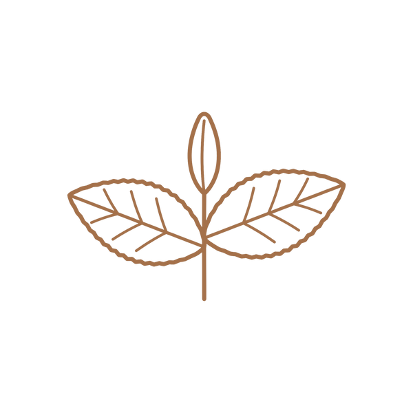 Camellia sinensis